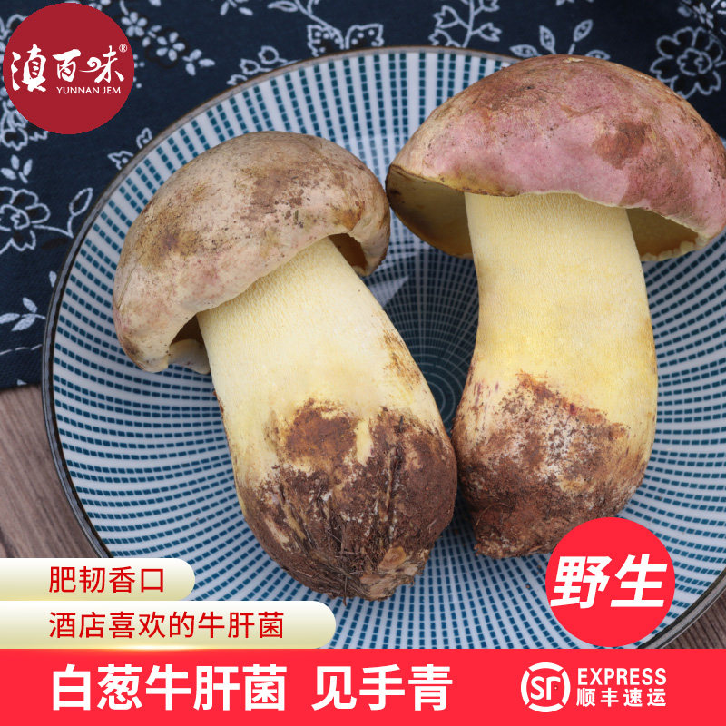 野生白葱牛肝菌粉菌黄见手青新鲜野生菌云南特产鲜野生食用菌500g
