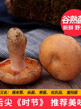 现货新鲜野生云南红枞菌谷熟菌雁来蕈寒菌重阳菌三九菇松乳菇500g