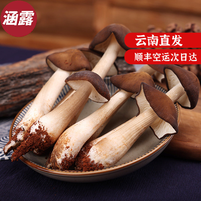 云南新鲜鸡枞菌露水鸡枞菌当季鲜采露水菇鸡棕菌荔枝鲜菌火锅食材