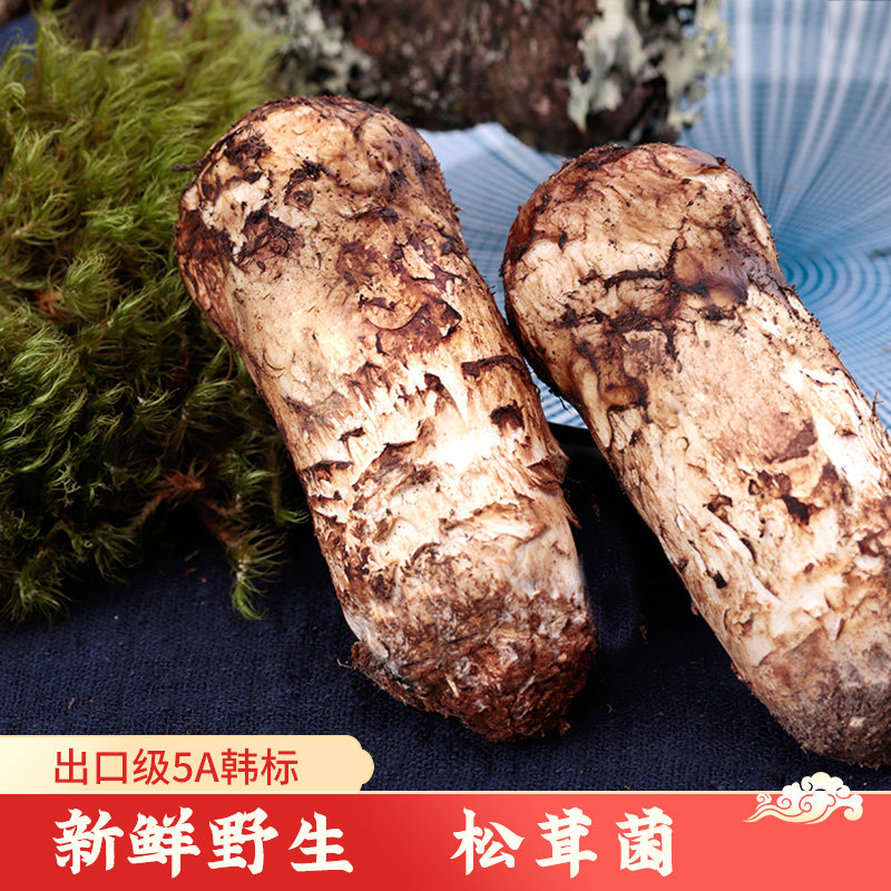 2026出口级新鲜松茸松口蘑香格里拉产地纯野生菌旗舰店