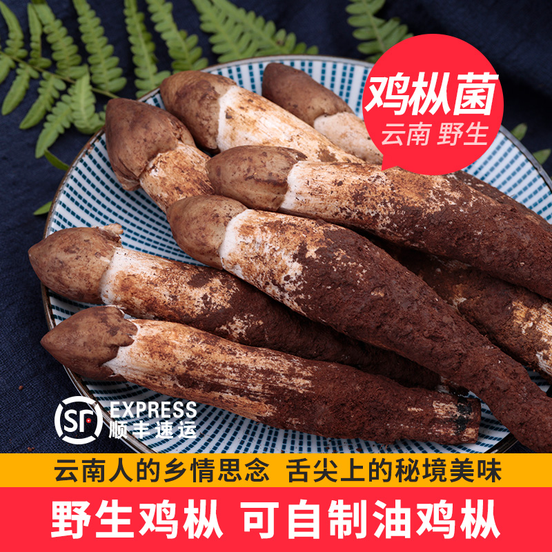 云南新鲜野生鸡枞菌鸡纵