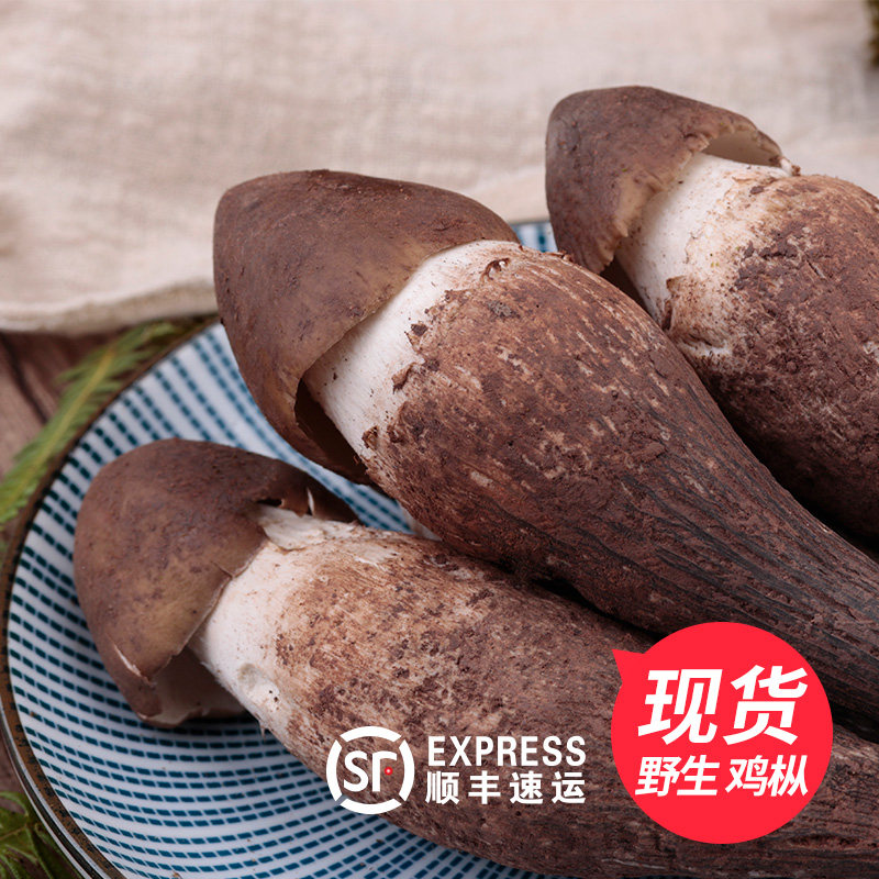 【现货】鸡枞菌新鲜野生鸡棕大黑帽肥鸡纵菇云南野生鸡枞三塔菌