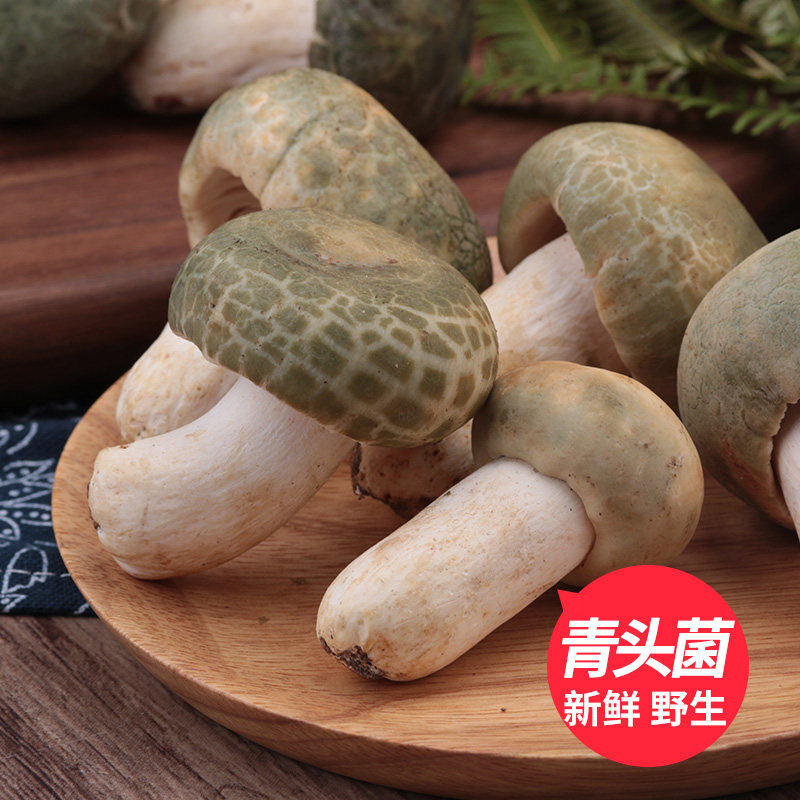 青头菌新鲜 野生菌绿豆菌花脸菇蘑菇云南特产变绿红菇鲜菌菇