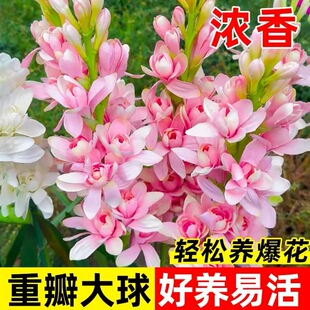 【带芽发货】重瓣晚香玉种球苗多年生花卉浓香型 庭院室内可种