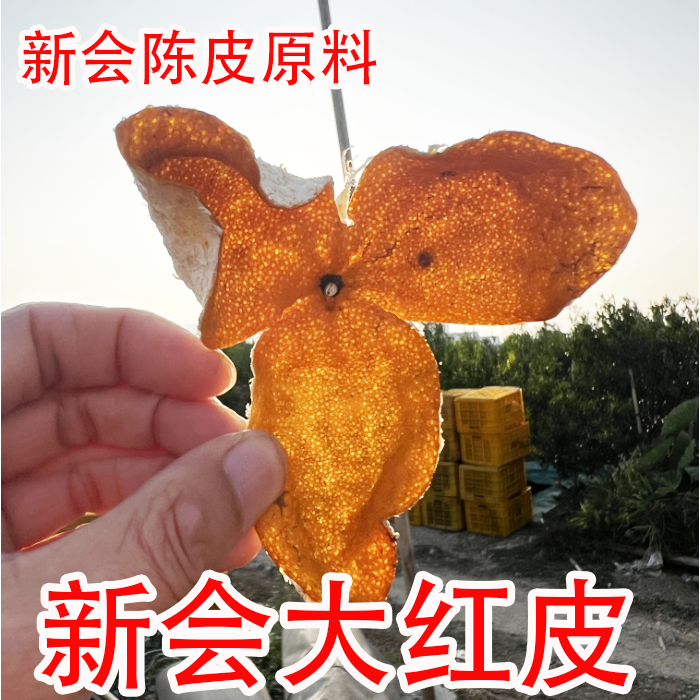 2025年新会三线产区沙堆圈枝大红皮老树茶枝柑大红二红原产地