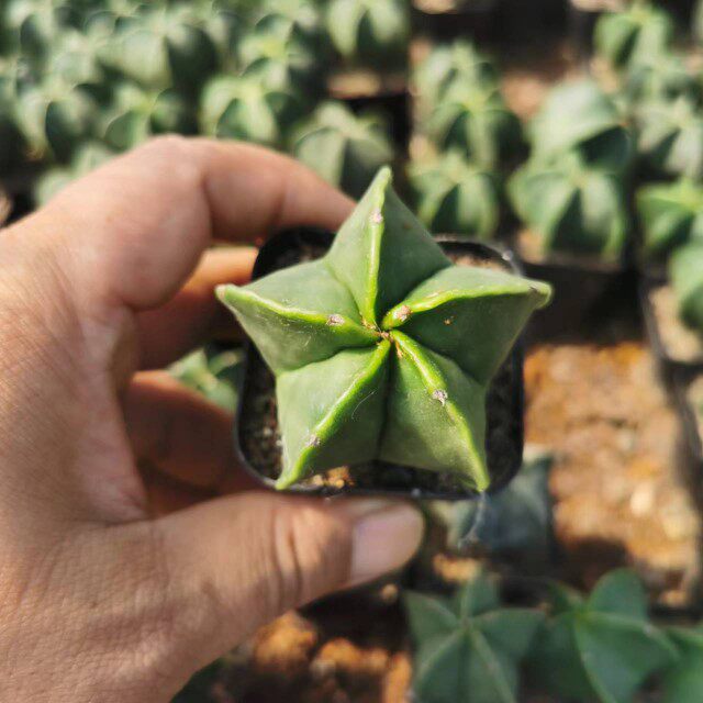 幸运星五角星鸾凤玉琉璃银砂仙人球多肉植物组合绿植花卉桌面盆栽