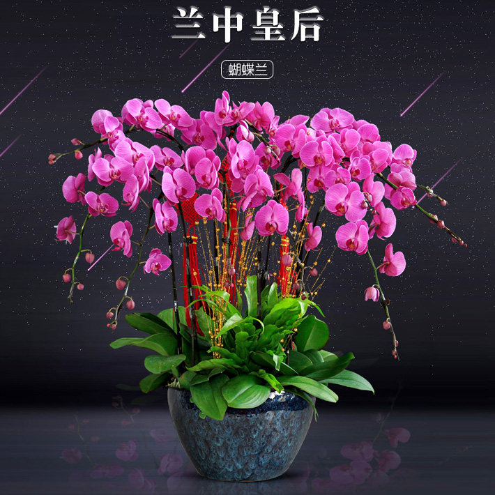 蝴蝶兰年宵花卉长沙同城配送上门开业乔迁搬家过年花送货上门