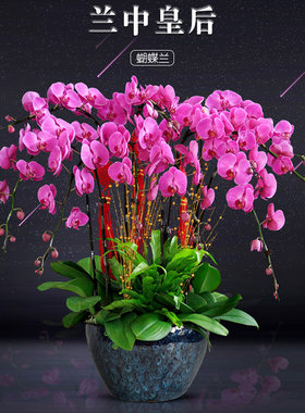 蝴蝶兰长沙同城开业乔迁年宵花卉