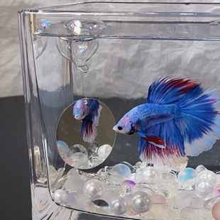 斗鱼训练镜子专用双面玻璃泡泡球悬浮镜鱼雷龙罗汉小鱼缸造景摆件