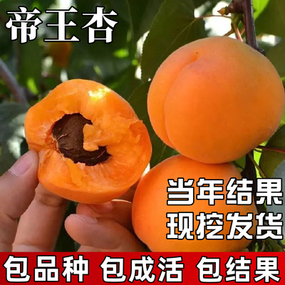 帝王杏树苗包成活当年结果