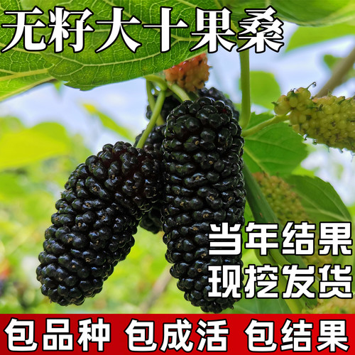 无籽大十桑葚树苗包成活当年结果