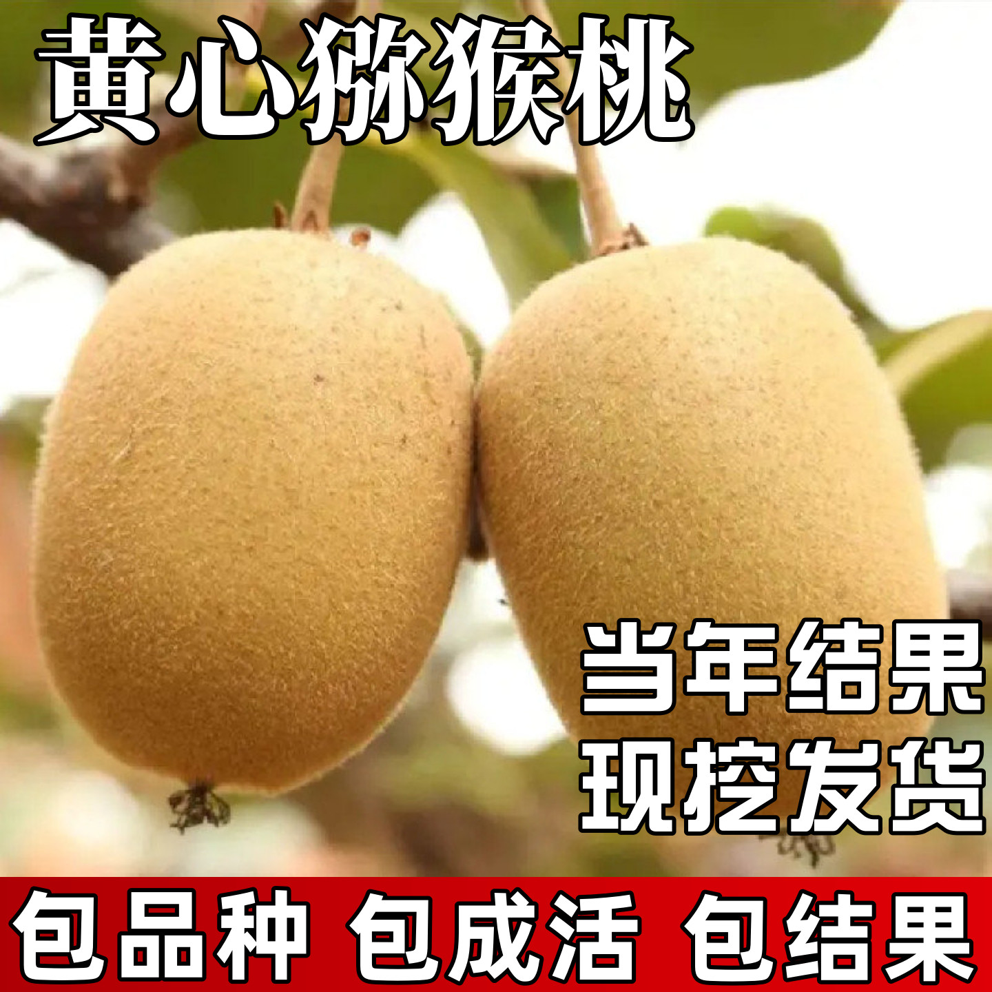 黄心猕猴桃树果苗包成活当年结果图片