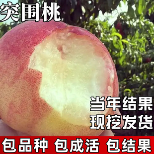 突围桃苗南北方种植耐寒特大桃树果苗盆栽嫁接甜脆桃早熟当年结果