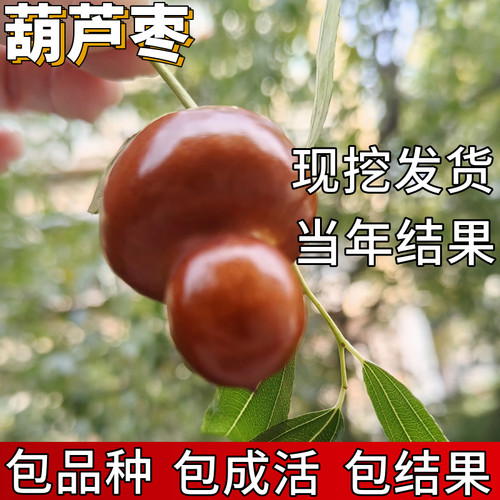 葫芦枣树活苗包成活当年结果