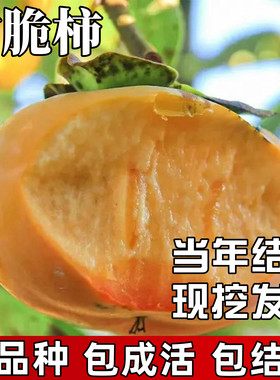 冰糖心脆柿子树苗当年结果