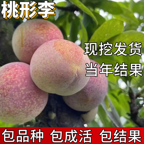 桃形李子树苗包成活当年结果