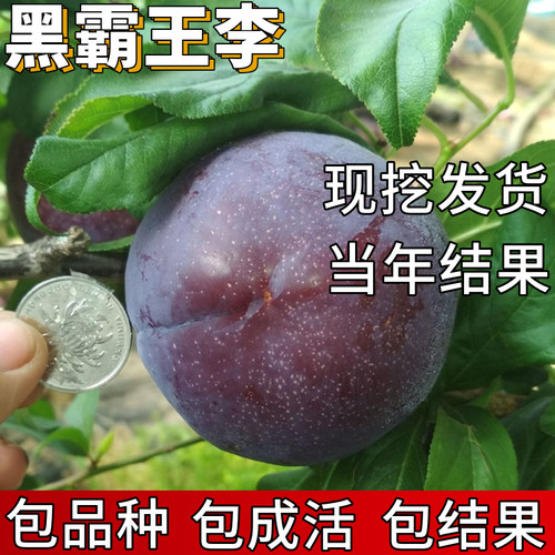 黑霸王李子树苗包成活当年结果