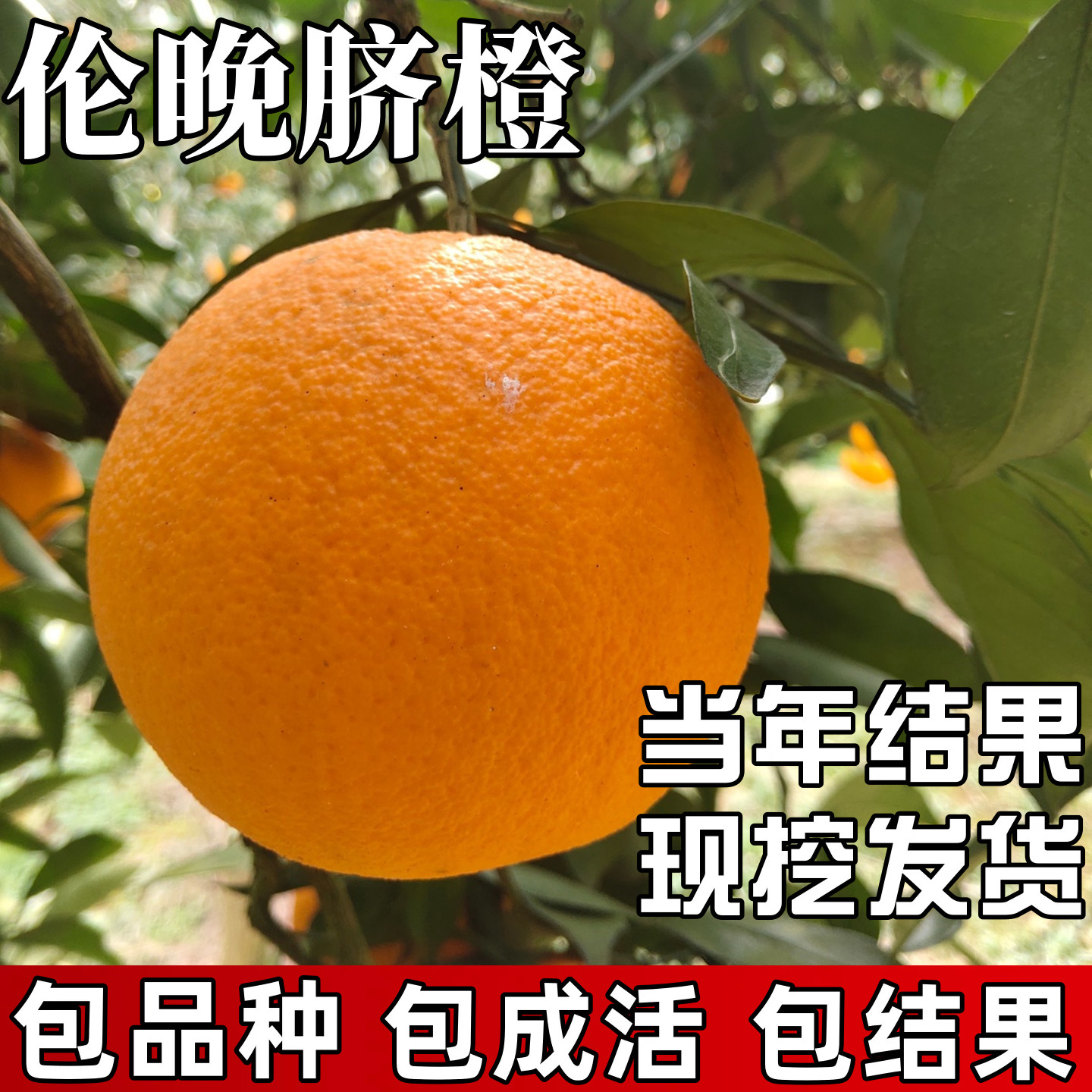 伦晚脐橙苗【带原土带叶发货】图片