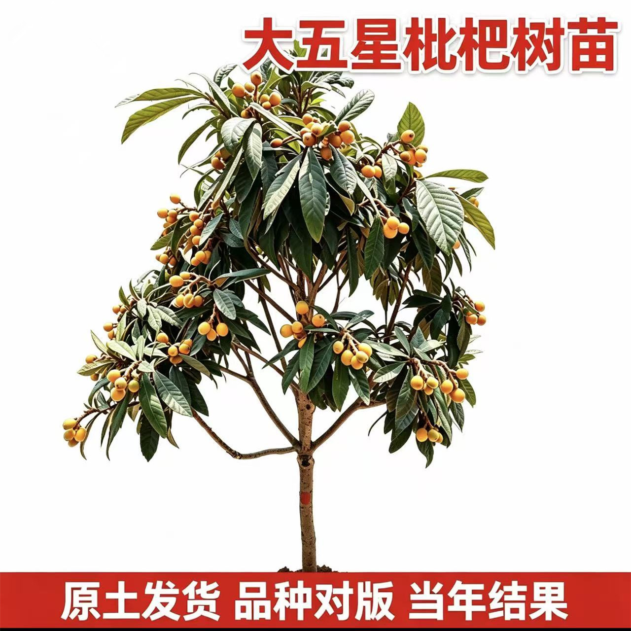 大五星枇杷树果苗【带土带叶】图片