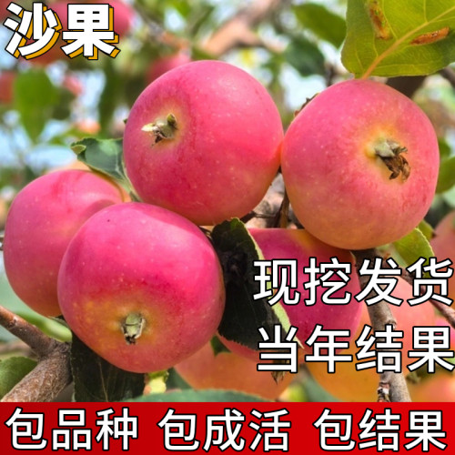 沙果树果苗包成活当年结果
