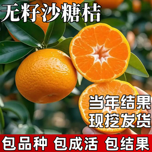 砂糖橘树苗地栽庭院耐寒沙糖桔子树苗带果发货盆栽嫁接无籽大果苗