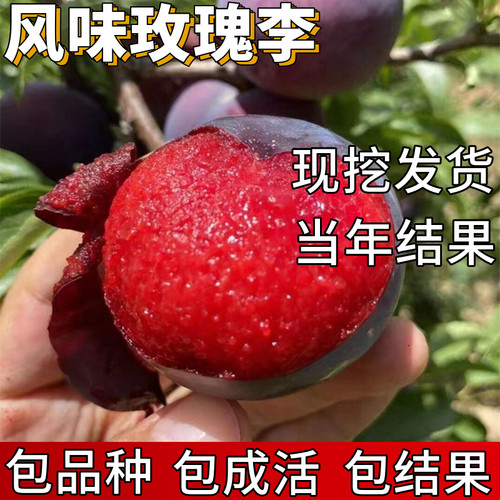 风味玫瑰李子树苗包成活当年结果