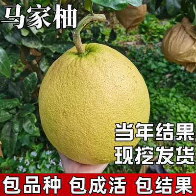 马家柚子树苗【带原土带叶发货】
