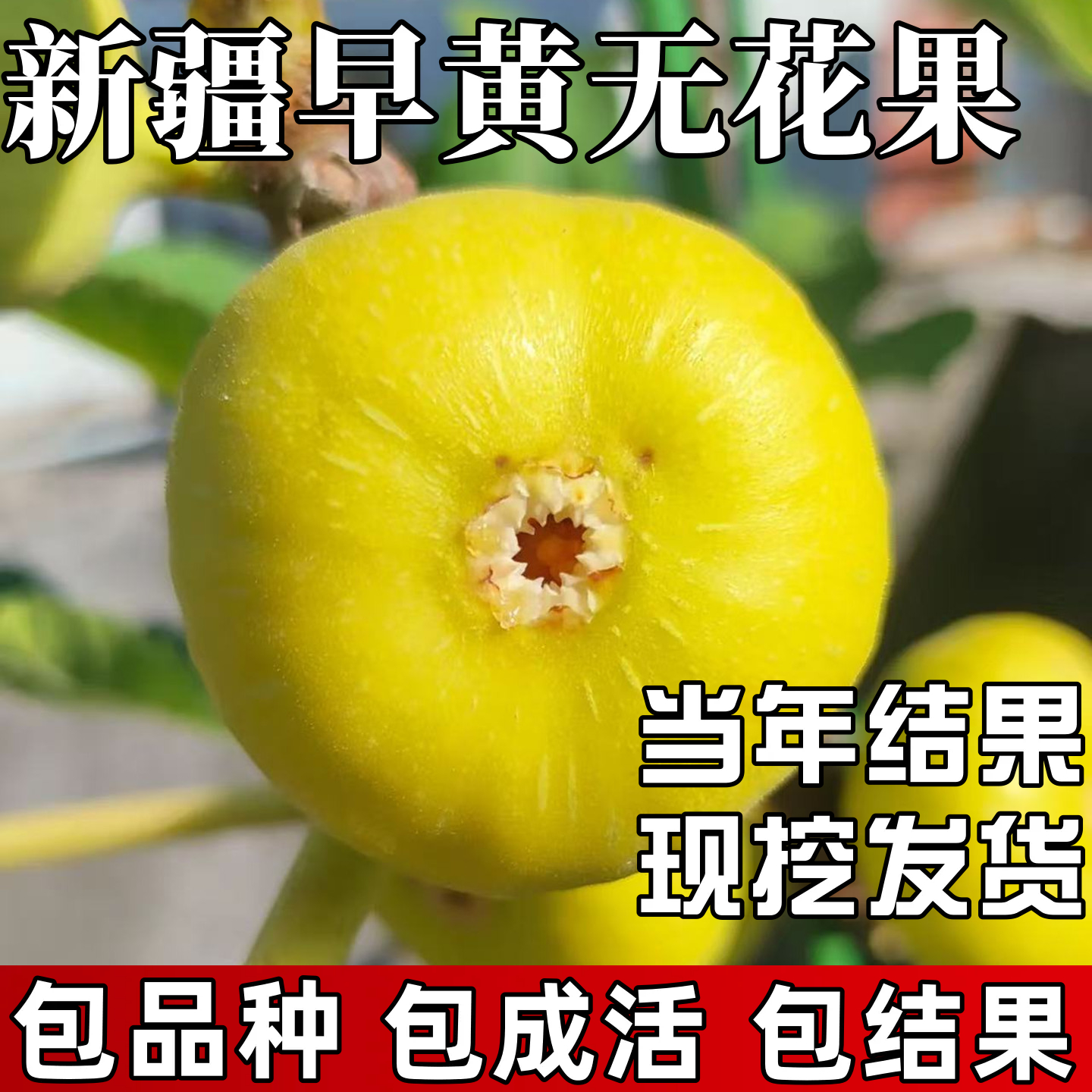 新疆早黄无花果苗包成活当年结果