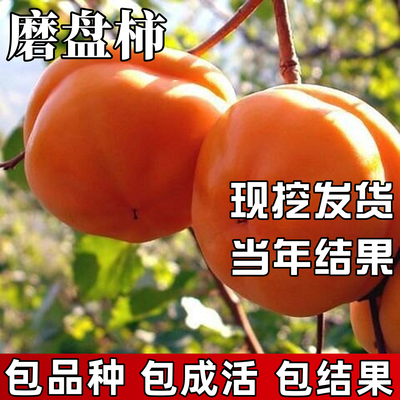 磨盘柿子树苗包成活当年结果