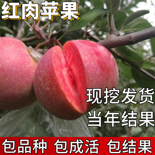 红肉苹果苗包成活当年结果