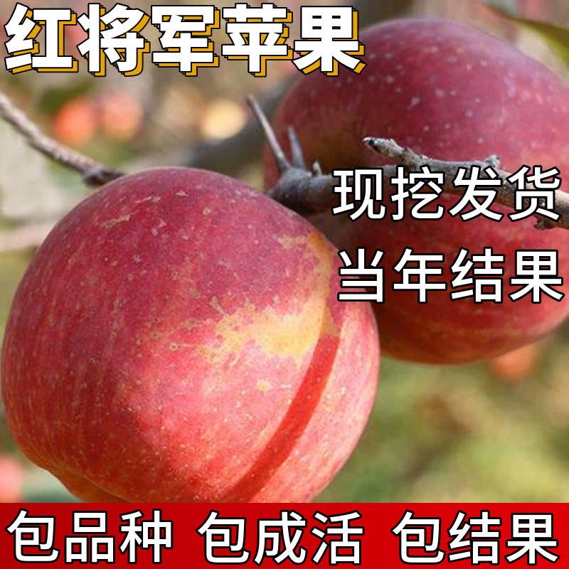红将军苹果树苗包成活当年结果图片
