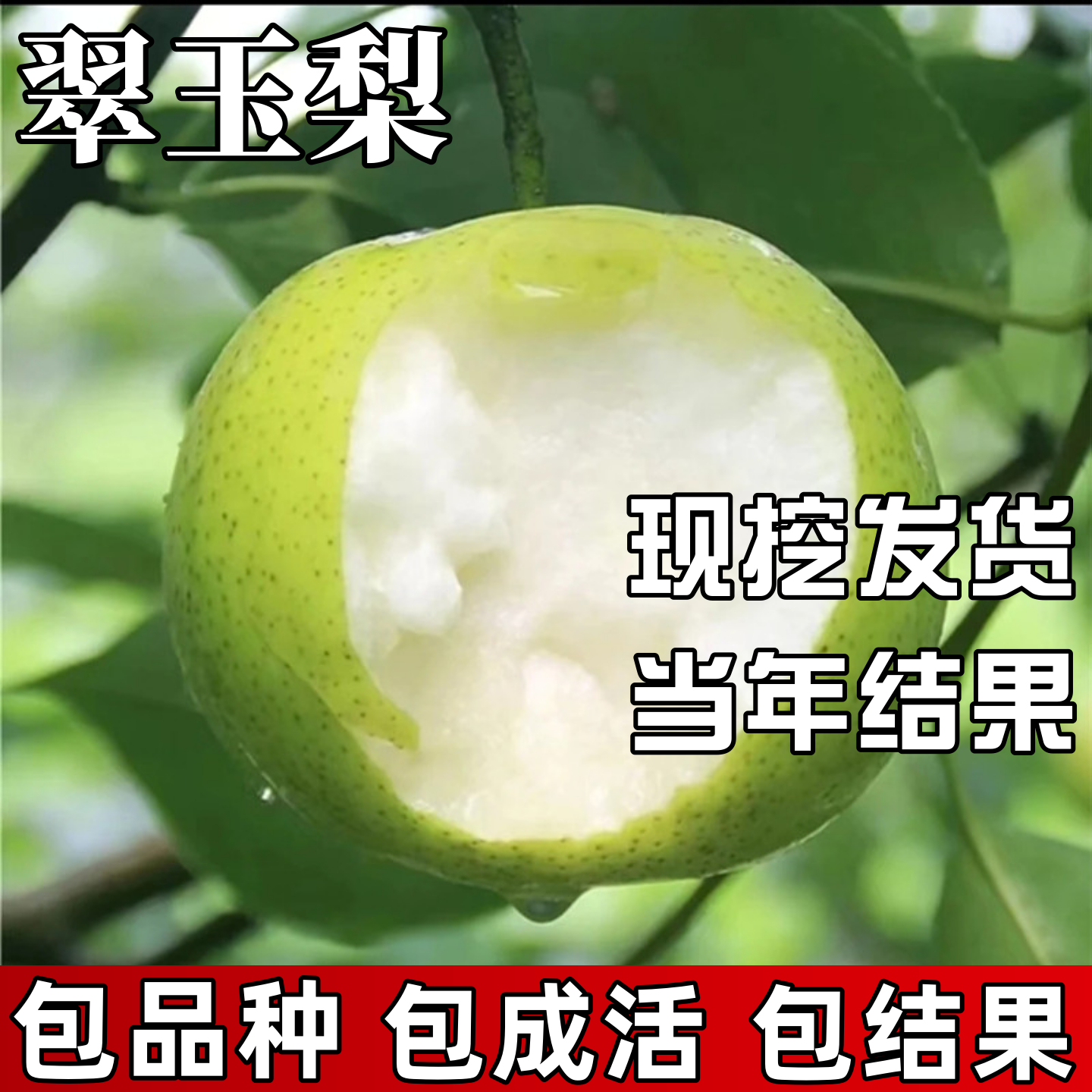 翠玉梨树苗包成活当年结果