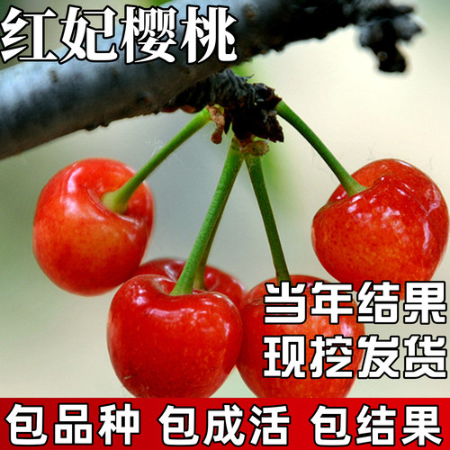 红妃樱桃树苗包成活当年结果