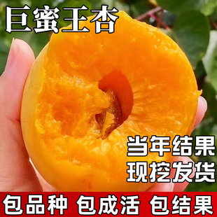 巨蜜王杏树果苗南北方耐寒特大号果树盆栽嫁接早熟甜杏子当年结果