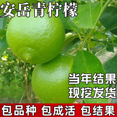 安岳青柠檬树苗包成活当年结果