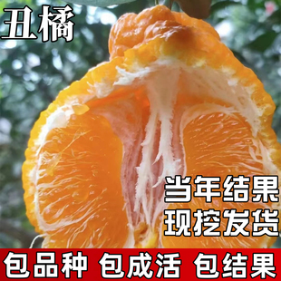 不知火丑橘树苗庭院丑八怪耐寒桔子果苗盆栽嫁接橘子带土当年结果