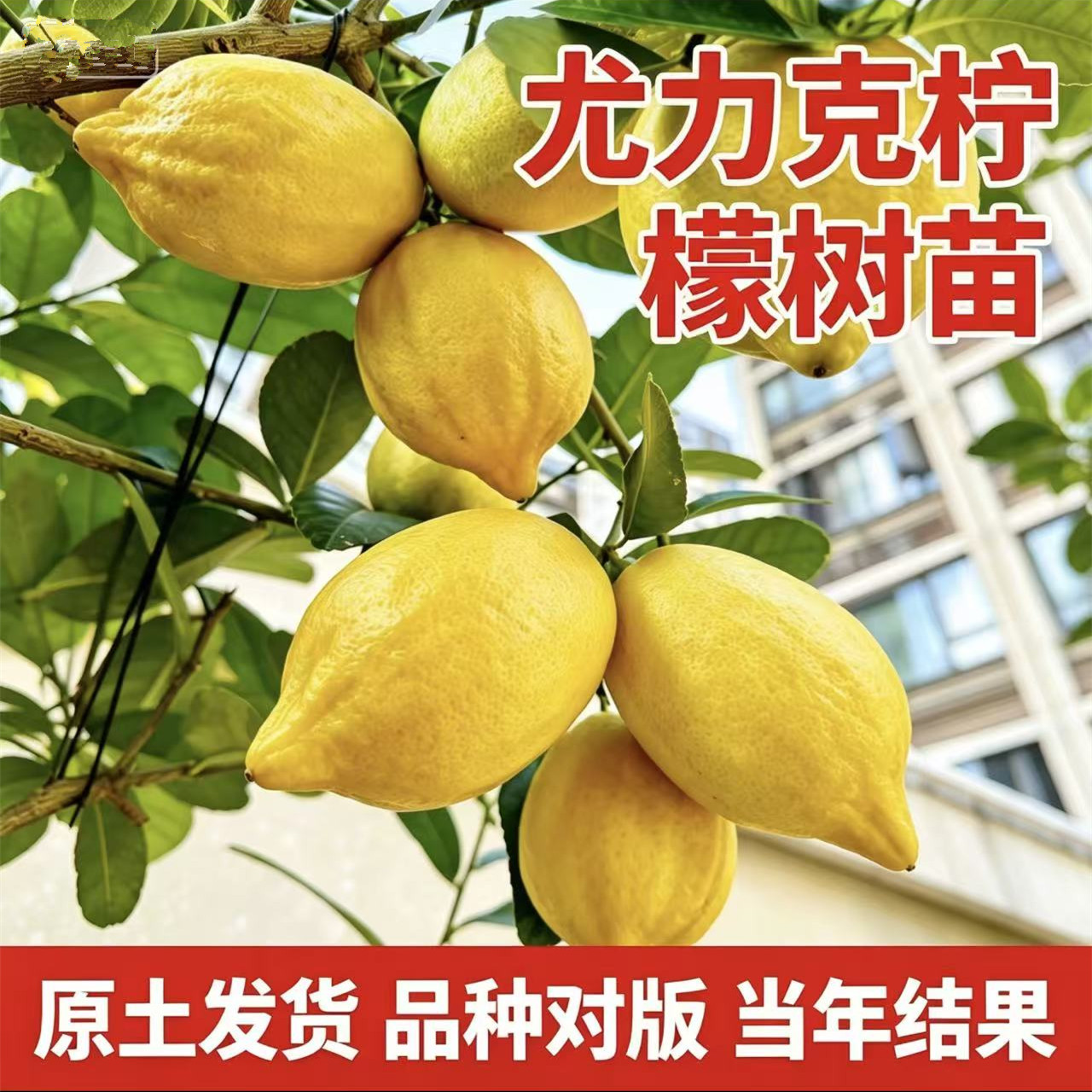 尤力克柠檬树苗【带土带叶】图片