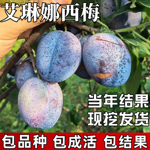 艾琳娜西梅树树苗包成活当年结果