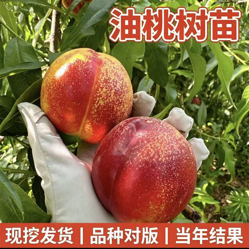油桃树果苗【当年结果】