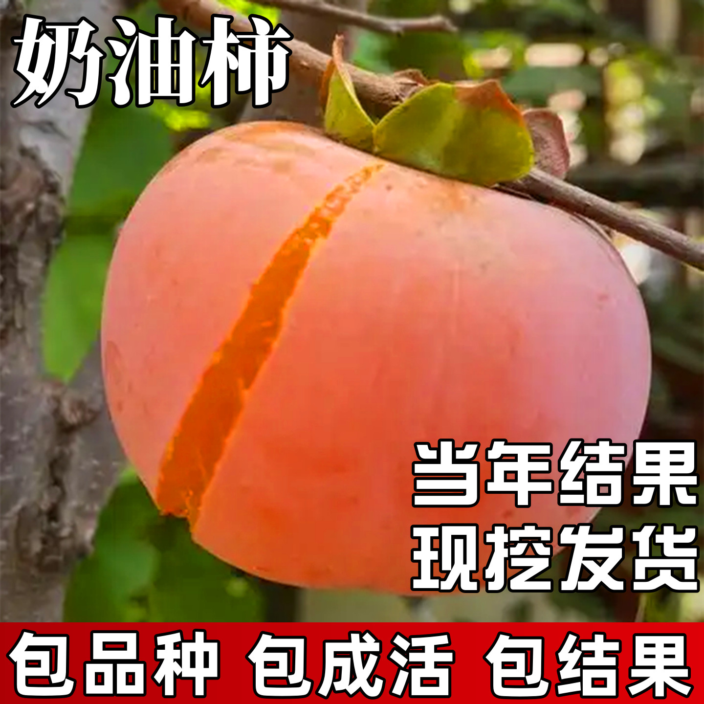 奶油柿子苗树南北方庭院种植耐寒软柿果苗盆栽嫁接无核当年结果