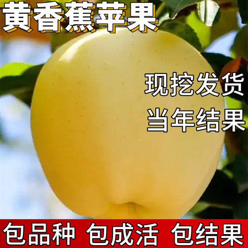 黄香蕉苹果树果苗包成活当年结果