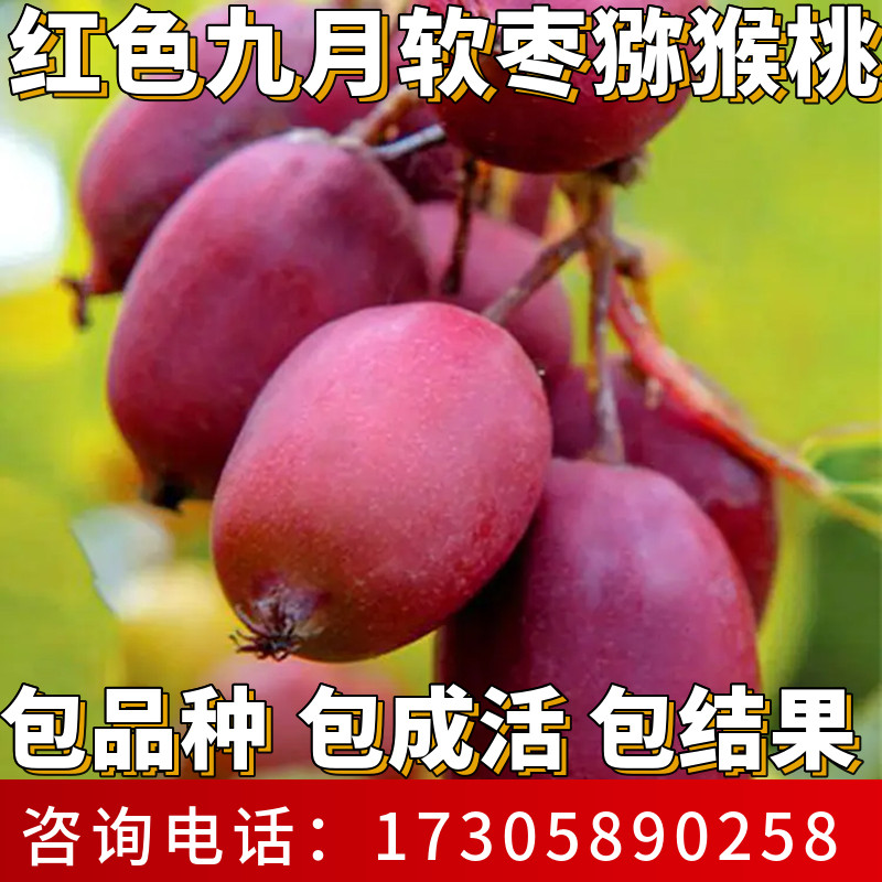 红色九月软枣猕猴桃苗公母同株南北方庭院爬藤耐寒奇异莓当年结果