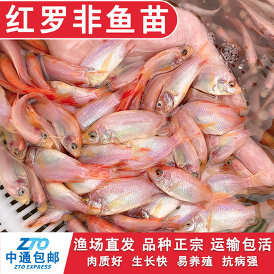 单性雄性红罗非鱼苗彩虹雕豹纹红罗非鱼苗福寿鱼苗非洲鲫淡水养殖