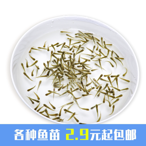 小型饲料淡水养殖食用六角恐龙鱼