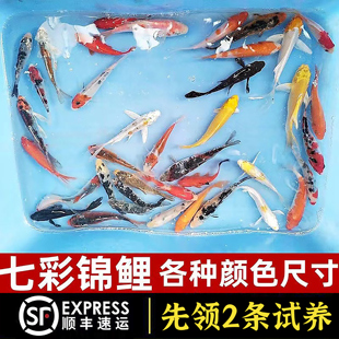 锦鲤鱼活鱼观赏鱼纯种大型红白冷水淡水好养耐活金鱼红鲤鱼小鱼苗