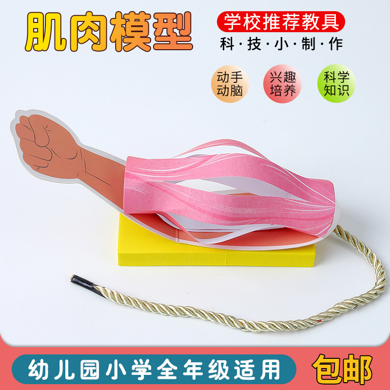 科技小制作 肌肉大力士 骨骼肌肉模型 小学生手工制作 人体器官