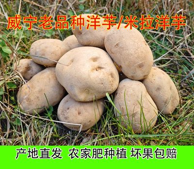 贵州威宁土豆老品种米拉洋芋烧烤高山土豆农家肥料农家自种马铃薯