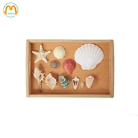 Mengxue Ocean Conch Shell Craft Craft Classroom Swing Diseam Наука и культурные наблюдения IC Когнитивные реальные статьи