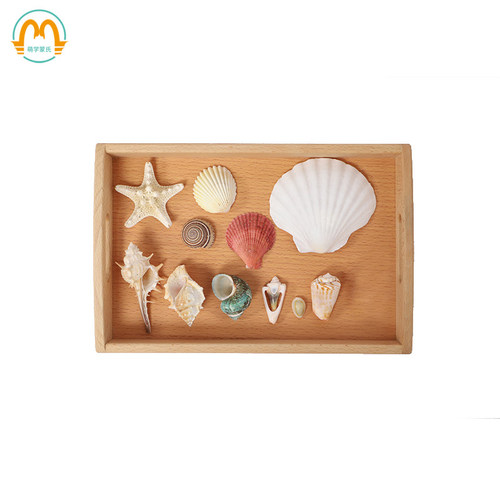 教室科学文化观察真实海螺贝壳