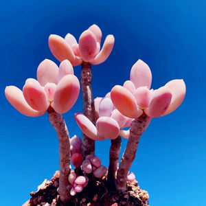 多肉植物月美人价格 多肉植物月美人图片 星期三